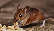 24 Hour & Emergency Exterminators in Baumstown, PA